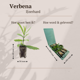 Verbena – 6 Pluggen | Kweek & Geniet van Prachtige Verbena