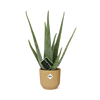 Aloe Vera 12cm in ELHO Vibes Fold 14cm geel