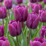Tulpenbollen Triumph Purple — paarse triomftulp, 120 stuks (maat 11/12)