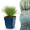 Green boutiQ - Vasteplant - Festuca glauca - Blauwgras - Groenblijvend - Blauw - 12 Planten - Pot 11cm - Hoogte 15-25cm