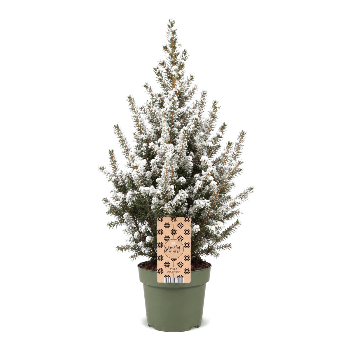 Kegelspar kerstboom besneeuwd — Ø17 cm, 65 cm hoog