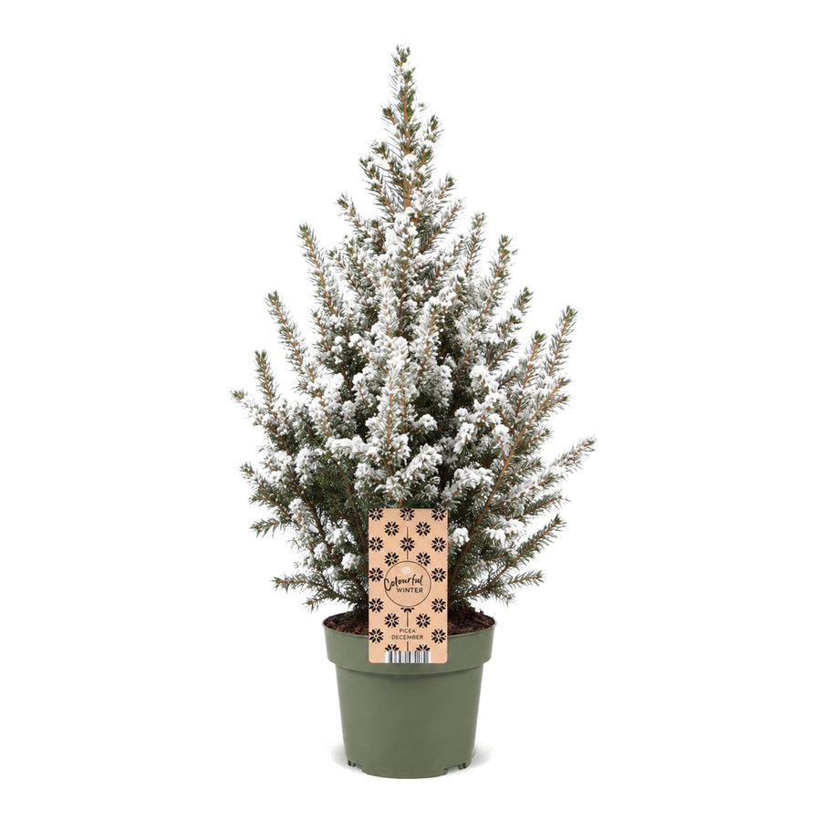 Kegelspar kerstboom besneeuwd – Pot Ø17 cm · 65 cm hoog (foto 2)