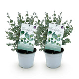 Green boutiQ - Terrasplant - Eucalyptus boom - Eucalyptus gunni- Grijs - 2 Planten - Winterhard - Pot 14cm Hoogte 30cm