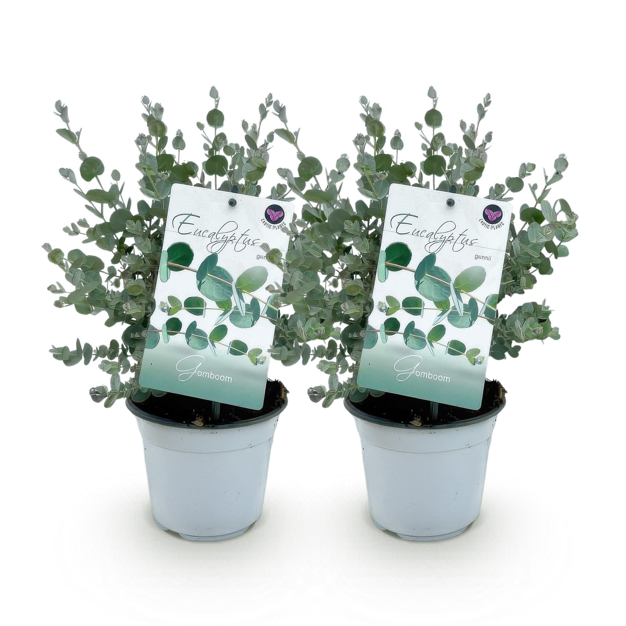 Green boutiQ - Terrasplant - Eucalyptus boom - Eucalyptus gunni- Grijs - 2 Planten - Winterhard - Pot 14cm Hoogte 30cm