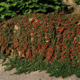 48x Cotoneaster pr. 'Queen of Carpets' - ↕10-25cm - Ø9cm