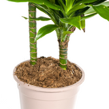 Dracaena Deremensis Green JewelØ19cm - ↕70 - 90cm