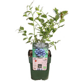 Vaccinium corymbosum 'Reka' - Blauwe bes - Ø13cm - ↕30cm