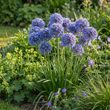 80x Allium Caeruleum - Blauwe sieralui - Blauw - Zomerbloeier - Bolmaat 4/5