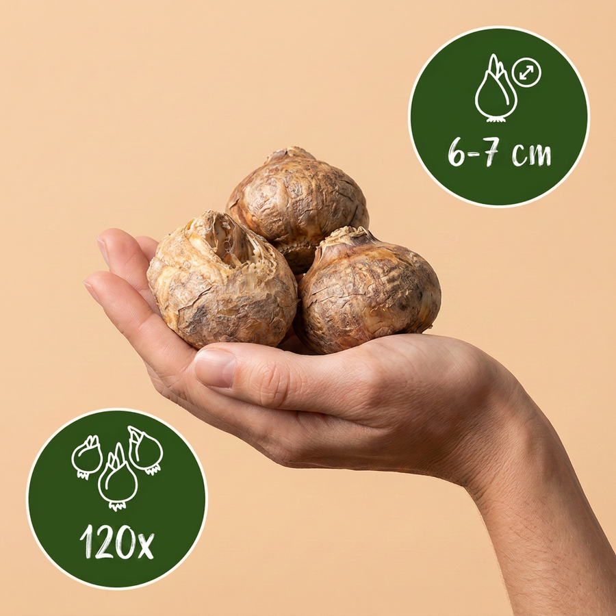 Kievitsbloembollen Mix — paars en wit, 120 stuks (bolmaat 6/7)