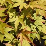 Green boutiQ - Tuinplant - Acer palmatum Summergold - Japanse Esdoorn - Bladverliezend - Geel - 1 - Pot 26cm - Hoogte 90cm