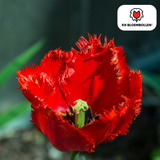 Tulpenbollen Masterpeace — rode kartelrandtulp, 20 stuks (maat 11/12)