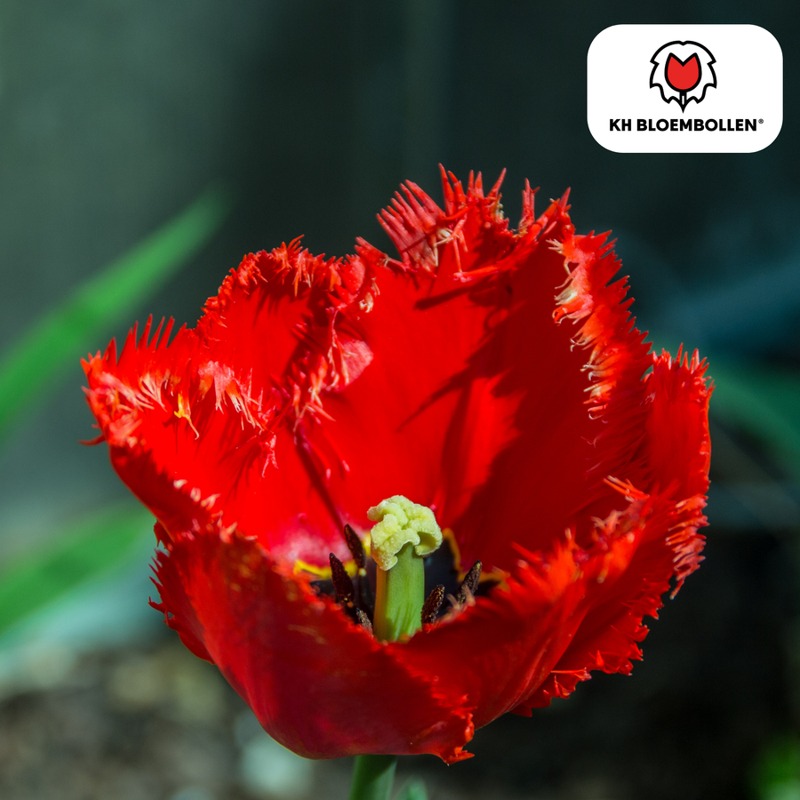 Tulpenbollen Masterpeace — rode kartelrandtulp, 20 stuks (maat 11/12)