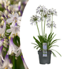 Agapanthus 'Fireworks'23cm