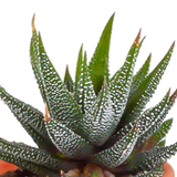Cactus en vetplanten mix 5.5 cm | 15 stuks - in Mexicaanse pot