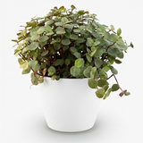 Green boutiQ - Kamerplant - Calissia repens - Kattengras - Huisdiervriendelijk - Groen - 1 Plant - met Potter Wit - Pot 12cm - Hoogte 17-20cm
