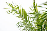 Phoenix Roebelenii op stam - 190cm - 190cm
