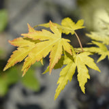 Green boutiQ - Tuinplant - Acer palmatum Orange Dream - Japanse Esdoorn - Bladverliezend - Oranje - 1 - Pot 26cm - Hoogte 90cm