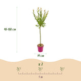 2x - Salix Flamingo - Ø19cm - ↕90-100cm