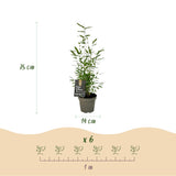 Green boutiQ - Bamboe - Fargesia dragon Tricolour - Zwart, Rood, Blauw- 3 Planten - Bladhoudend - Niet Woekerend- Pot 14cm Hoogte 35cm