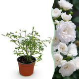 Green boutiQ - Tuin Roos - Rosa White Fairy - Roos - Winterhard - Wit - 1 Plant - Pot 12cm - Hoogte Hoogte 20-25cm