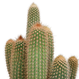 Vatricania guentheri 17 cm - zonder pot