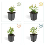 6x Hypericum calycinum - ↕10-25cm - Ø9cm