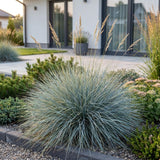 Green boutiQ - Vasteplant - Festuca glauca - Blauwgras - Groenblijvend - Blauw - 1 Plant - Pot 11cm - Hoogte 15-25cm