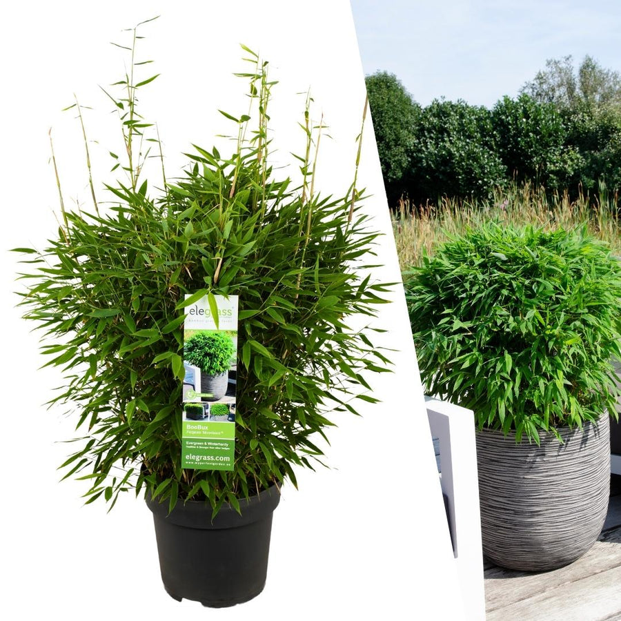 Fargesia moontears 'Boobux XL — Bamboehaag, 1 stuks, 70 cm