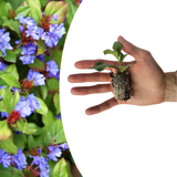 Ceratostigma – 6 Pluggen | Zelf Kweken & Genieten van een Kleurrijke Najaarstuin!