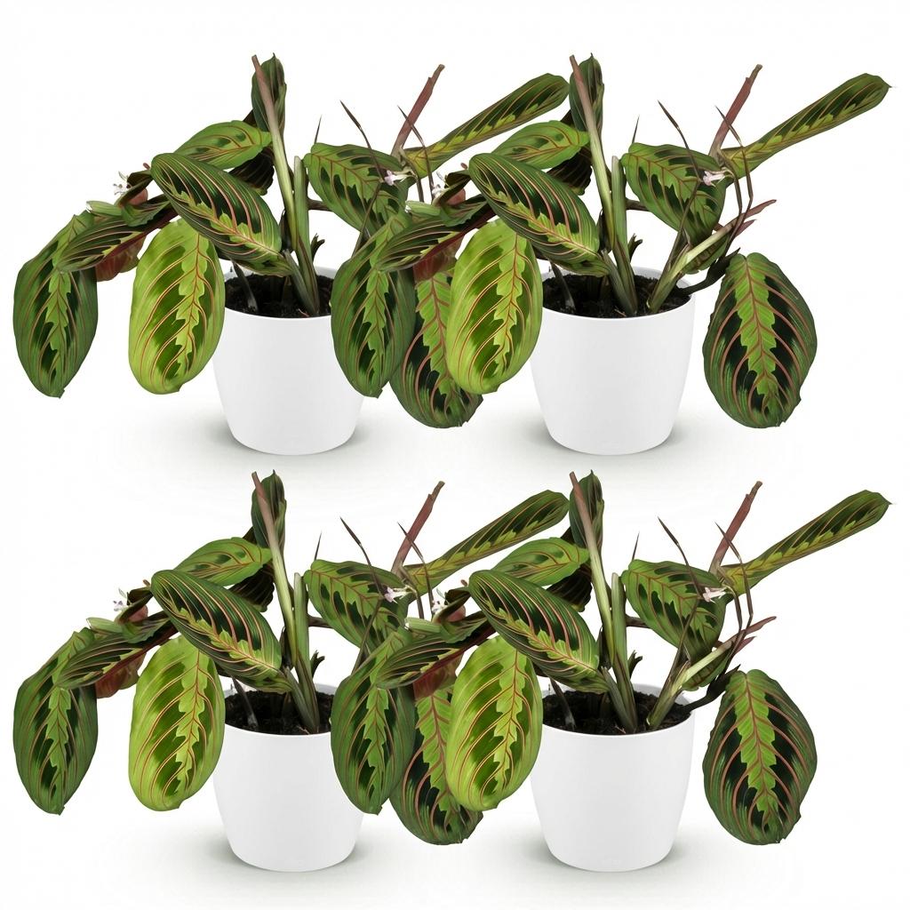 Green boutiQ - Kamerplant - Maranta Fascinator Tricolour - Gebedsplant - Huisdiervriendelijke Plant - Groen - 4 Planten - met Potter Wit - Pot 12cm - Hoogte 25cm