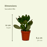 Everspring - Succulenten Mix - 10 cm - Ø8,5 - 9