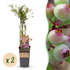 Green boutiQ - Fruitplant - Vaccinium cor. Pink Lemonade - Roze Bosbes - Winterhard - Roze Bes - 2 Planten - Pot 15cm - Hoogte 50cm
