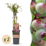 Green boutiQ - Fruitplant - Vaccinium cor. Pink Lemonade - Roze Bosbes - Winterhard - Roze Bes - 2 Planten - Pot 15cm - Hoogte 50cm