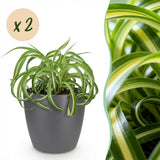 Green boutiQ - Kamerplant - Chlorophytum comosum Bonnie - Krullende Graslelie - Huisdiervriendelijke Plant - Groen - 2 Planten - met Potter Grijs - Pot 12cm - Hoogte 20cm