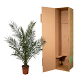 Phoenix Canariensis - 170 cm - Ø27cm
