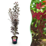 Green boutiQ - Tuinplant - Acer palmatum Skeeters Broom - Japanse Esdoorn - Bladverliezend - Rood - 1 - Pot 26cm - Hoogte 90cm