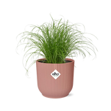 Cyperus Alternifolius Zumula in ELHO Vibes Fold 14cm roze