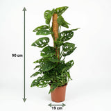 Green boutiQ - Kamerplant - Monkey Mask - Monstera Andansonii Mosstok - Groen - Weinig onderhoud - 1 Plant - Pot 19cm - Hoogte 90cm
