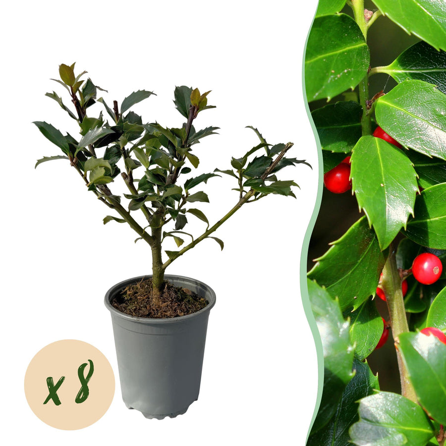 Ilex Blue maid — Hulsthaag, 8 planten (1 strekkende meter), 25-30 cm