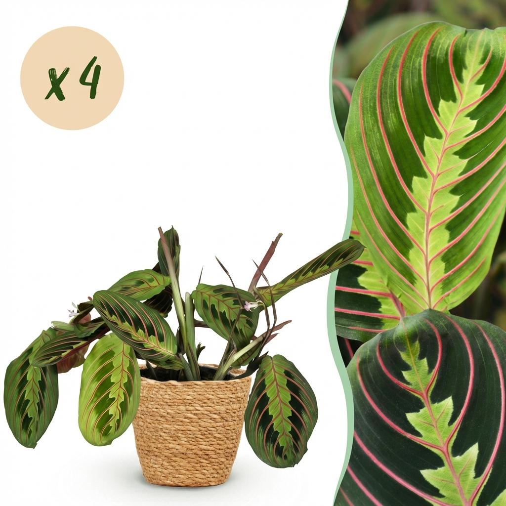 Green boutiQ - Kamerplant - Maranta Fascinator Tricolour - Gebedsplant - Huisdiervriendelijke Plant - Groen - 4 Planten - met Mand - Pot 12cm - Hoogte 25cm