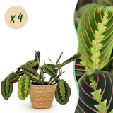 Green boutiQ - Kamerplant - Maranta Fascinator Tricolour - Gebedsplant - Huisdiervriendelijke Plant - Groen - 4 Planten - met Mand - Pot 12cm - Hoogte 25cm