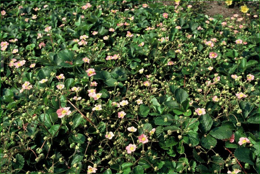 Fragaria vesca – 6 planten · pot Ø9 cm · 10-25 cm hoog (foto 4)