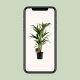 Howea Forsteriana - Ø19cm - ↕100cm