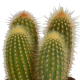 Cereus mix 10,5cm - 3x - in Mexicaanse pot
