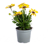 8x Osteospermum Ecklonis Gelb Ø12 cm - ↕20 cm