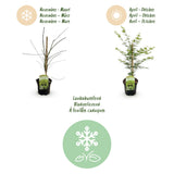 Green boutiQ - Terrasplant - Japanse Esdoorn - Acer palmatum Emerald Lace - Groen - 1 Plant - Bladverliezend - Pot 19cm Hoogte 70cm