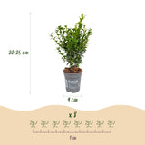 Green boutiQ - 8x Buxus sempervirens - Palmboompje - Haagplanten - Groenblijvend - Groen - Pot 9cm - Hoogte 20-25cm