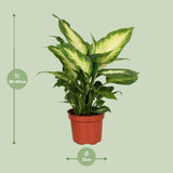 Dieffenbachia Camilla - Ø12cm - ↕35cm