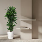 Dracaena Janet Lind vertakt - 120 cm - ø27