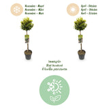 Green boutiQ - Plant op Stam - Euonymus fortunei Emerald n Gold - Terras Plant - Bladhoudend - Winterhard - Groen-Geel Blad - Pot 19cm Hoogte 90cm